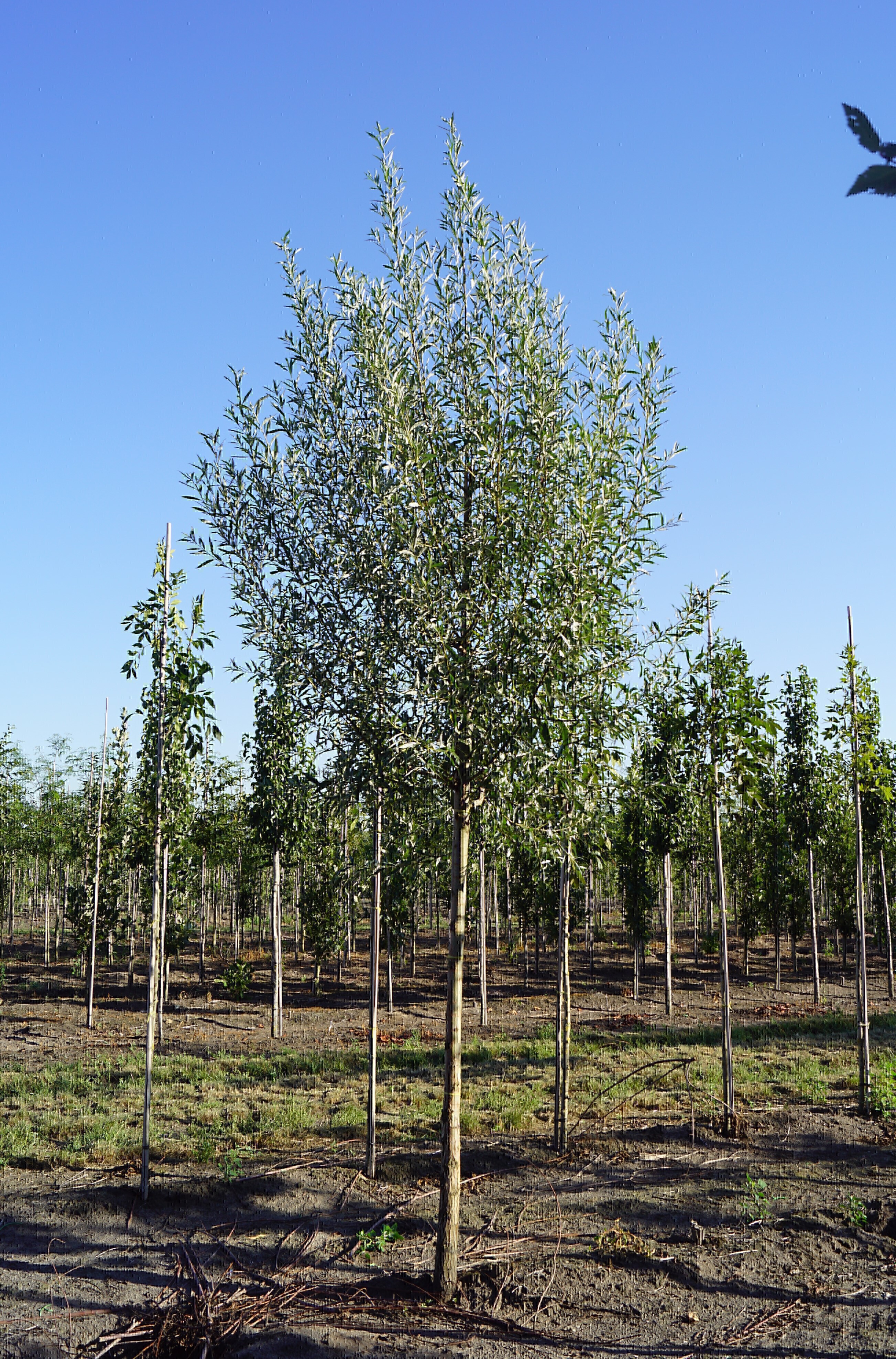Salix alba 20-22 (1)